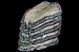 Partial, Southern Mammoth Molar - Hungary #87540-2